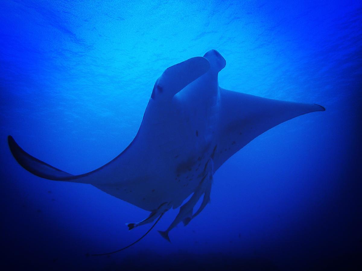 Ishigakijima Guesthouse Seacoro Ishigaki  Dış mekan fotoğraf