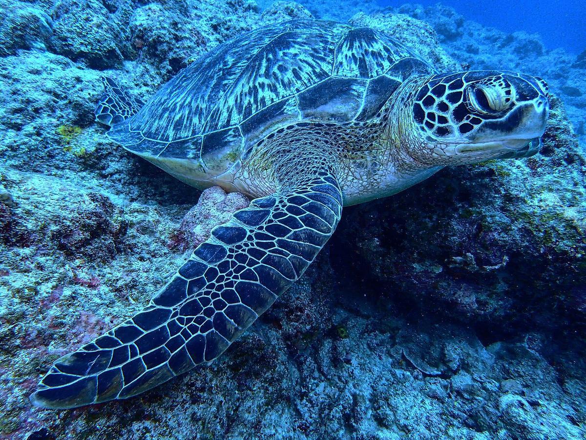 Ishigakijima Guesthouse Seacoro Ishigaki  Dış mekan fotoğraf